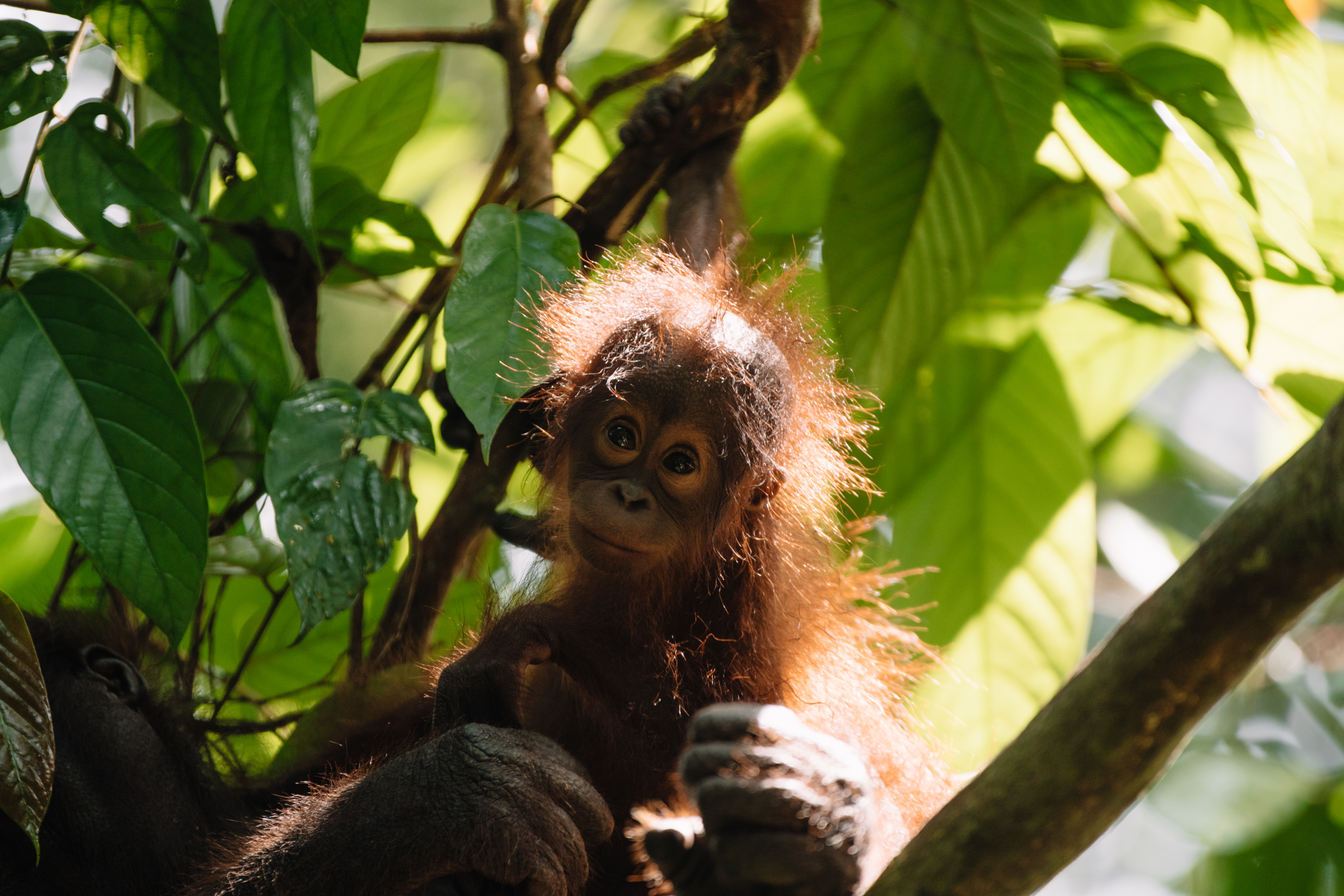 Borneo Baby Orangutan