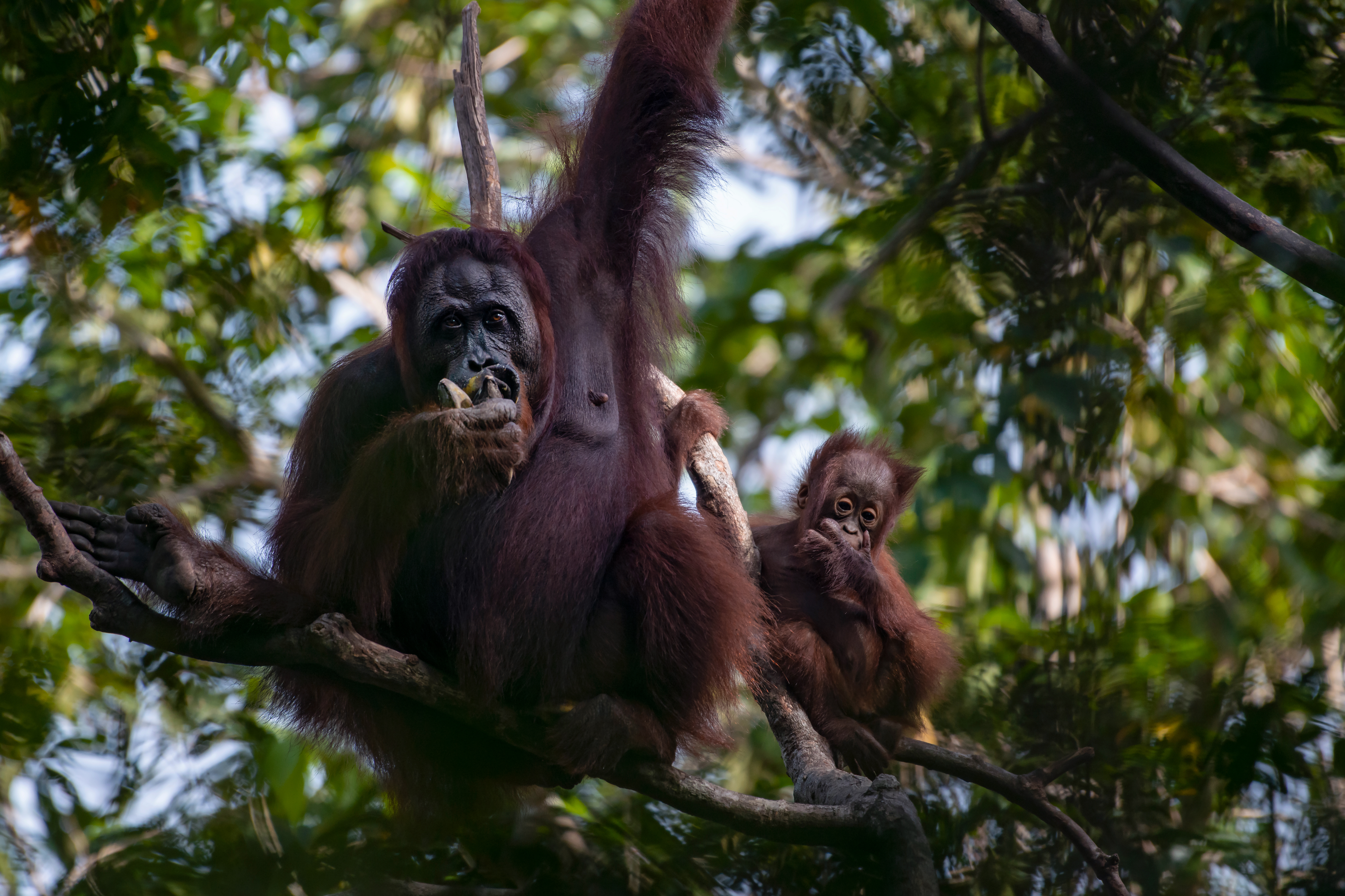 Orangutans in the wild
